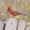 Northern Cardinal