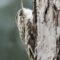 Brown Creeper