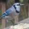 Blue Jay