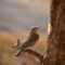 Eastern Bluebird