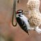 Hairy Woodpecker