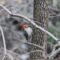 Red Bellied Woodpecker