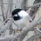 Black-capped Chickadee with extra black