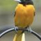 Male Baltimore oriole with toe deformity