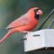 Northern Cardinal