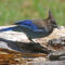 Steller’s Jay