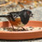 Spotted Towhee