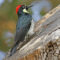 Acorn Woodpecker