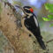 Hairy Woodpecker