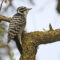 Nuttall’s Woodpecker (female)