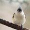 Titmouse