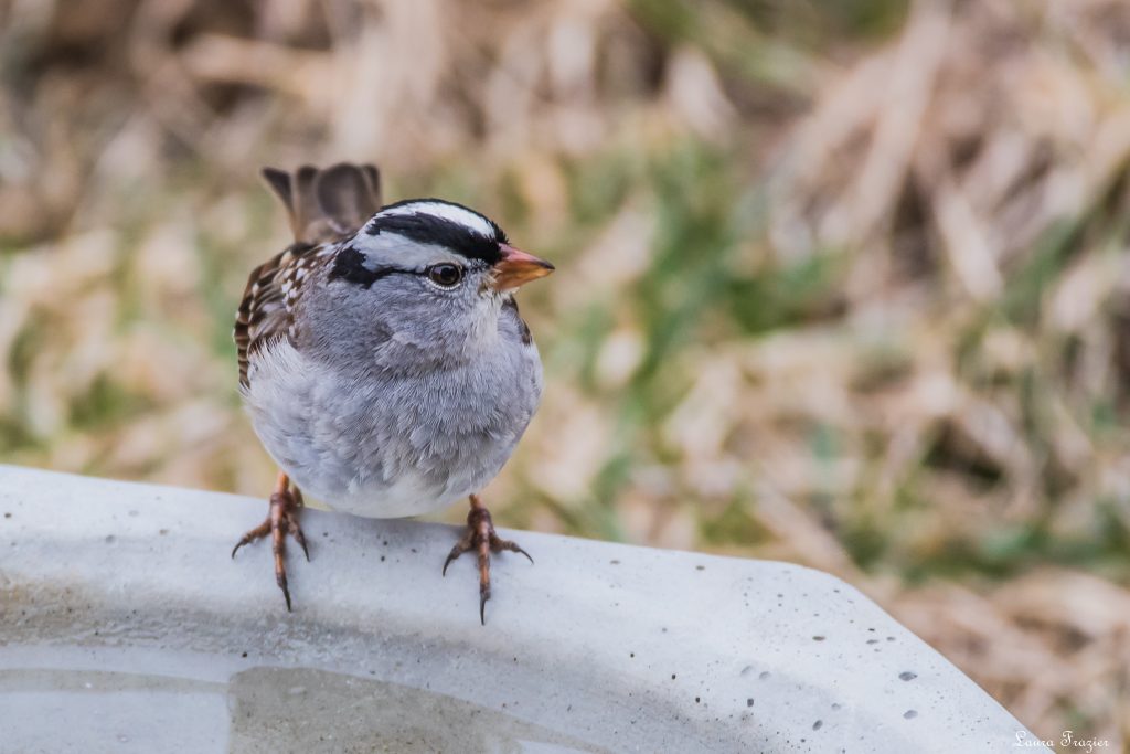 A small sparrow with black and white stripes on its crown perches on the edge of a birdbath.