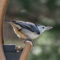 White-breasted Nuthatch