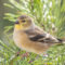 American Goldfinch