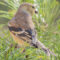 American Goldfinch