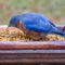 Eastern Bluebird