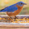 Eastern Bluebird