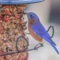 Eastern Bluebird