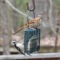 Brown Thrasher and Downy Woodpecker