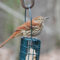 Brown Thrasher