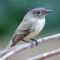 Eastern Phoebe