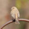 House Finch