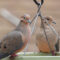 Mourning Doves