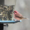 Purple Finch