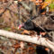 Turkey Vulture